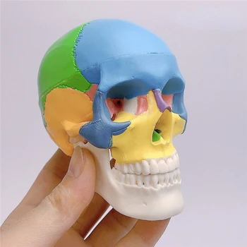 Мини Обучающая Медицинская Стоматологическая Модель человеческого черепа, Имитирующая Съемную модель черепа, которую легко носить с собой, искусство экзамена 1